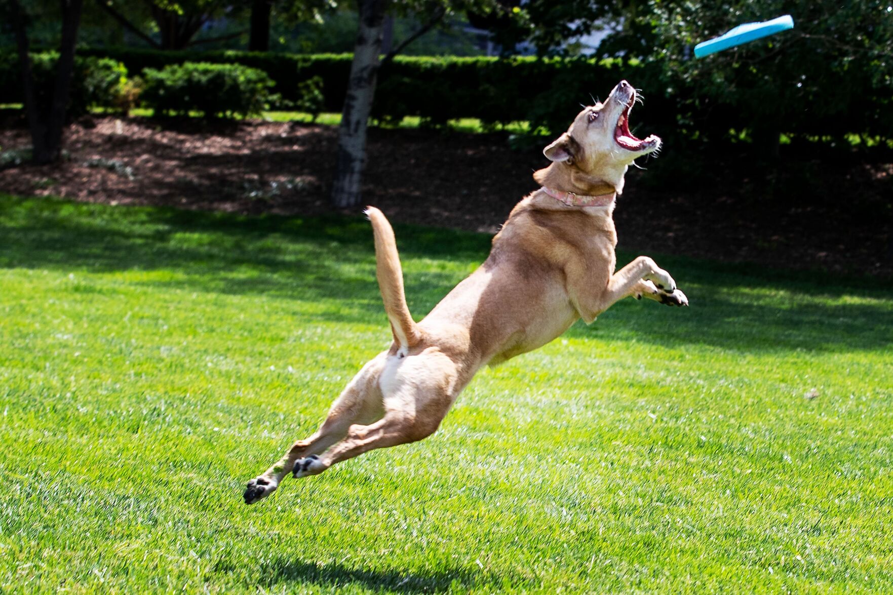 Dog Days